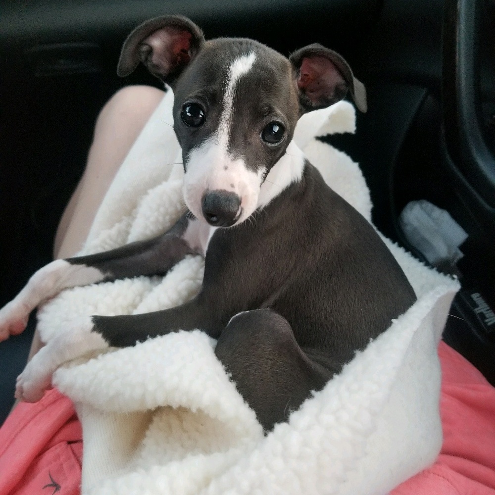 Meet your Posher, Debbie